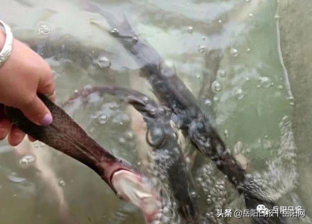 厉害了！岳阳网友捞起一只奇怪生物！嘴巴与身体一样长