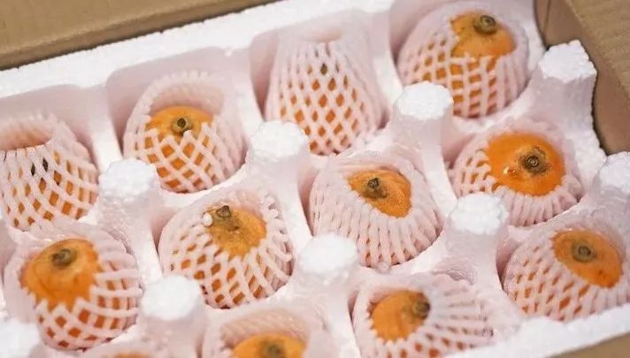 原来枇杷和琵琶真的有关系！| 好物推荐