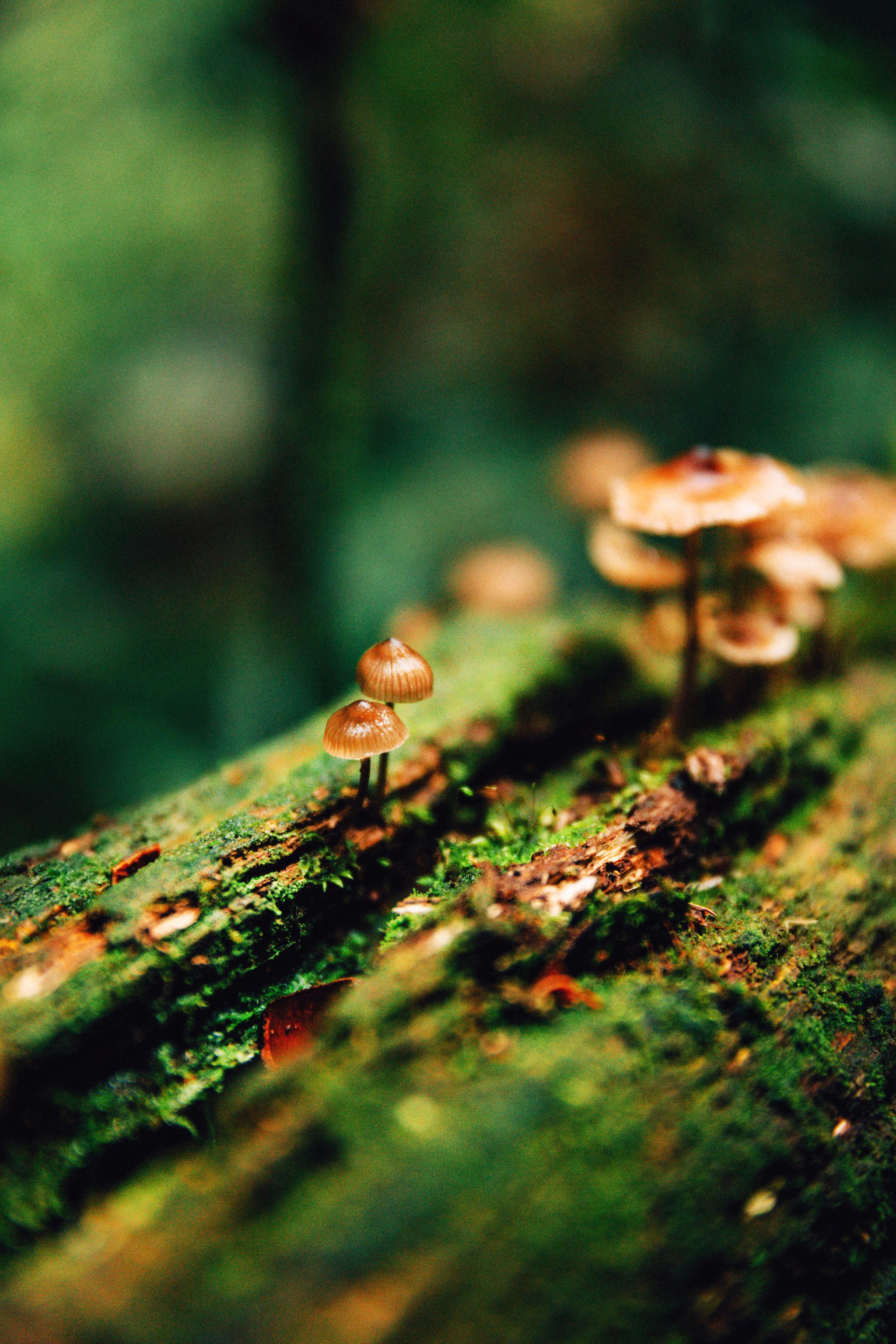 新物种伊犁鼠兔 ——以草药为食物的天山萌物...