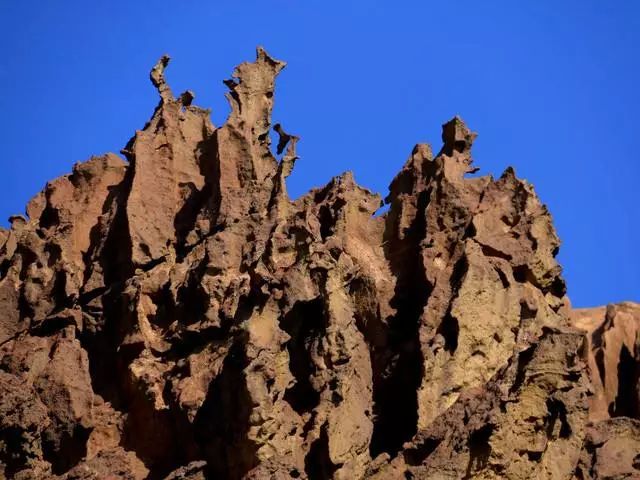 新疆托克逊火了！这里的杏花被全国人民盯上了！