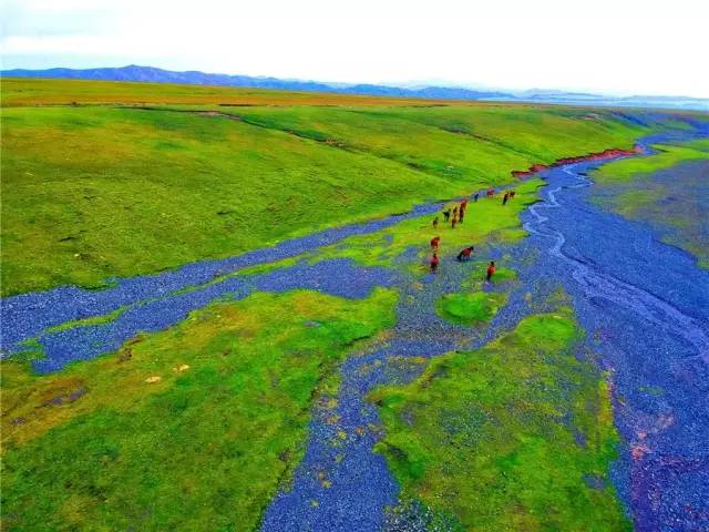 新疆托克逊火了！这里的杏花被全国人民盯上了！