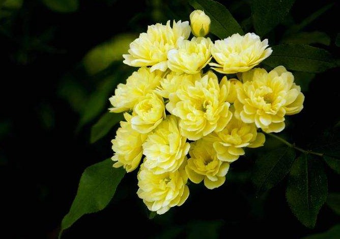 蔷薇花诗词精选四十三首千重密叶侵阶绿,万朵闲花向日红 蔷薇花诗词精选四十三首 千重密叶侵阶绿,万朵闲花向日红