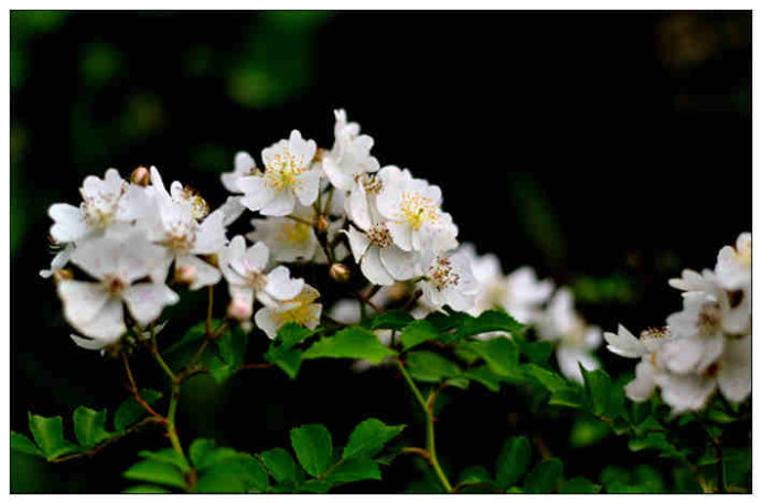 荼蘼花诗词精选三十七首开到荼縻花事了,丝丝