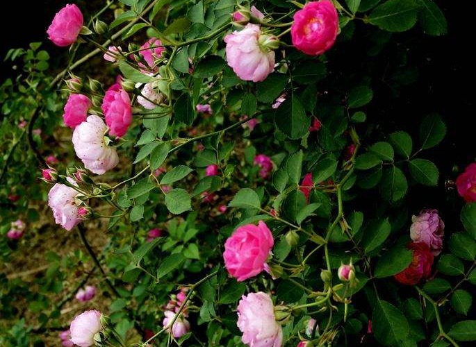 蔷薇花诗词精选四十三首千重密叶侵阶绿,万朵闲花向日红 蔷薇花诗词精选四十三首 千重密叶侵阶绿,万朵闲花向日红