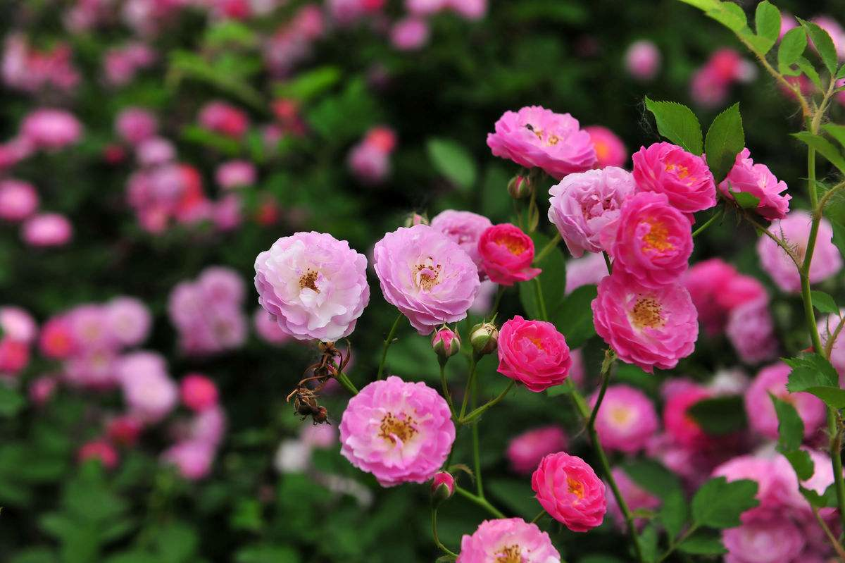 蔷薇花诗词精选四十三首千重密叶侵阶绿,万朵闲花向日红 蔷薇花诗词精选四十三首 千重密叶侵阶绿,万朵闲花向日红