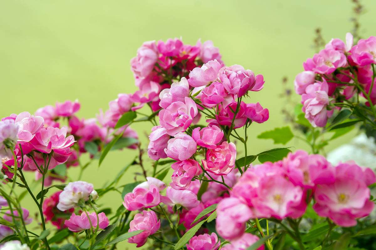 蔷薇花诗词精选四十三首千重密叶侵阶绿,万朵闲花向日红 蔷薇花诗词精选四十三首 千重密叶侵阶绿,万朵闲花向日红