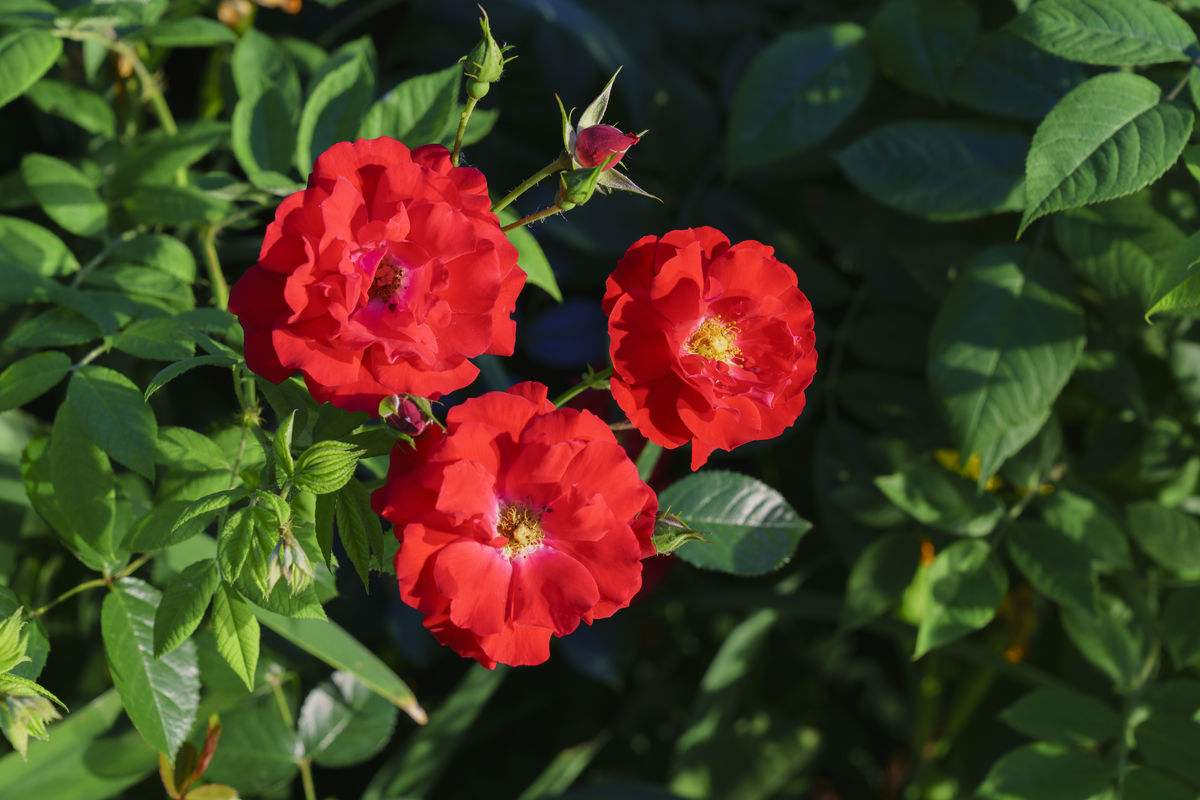 蔷薇花诗词精选四十三首千重密叶侵阶绿,万朵闲花向日红 蔷薇花诗词精选四十三首 千重密叶侵阶绿,万朵闲花向日红
