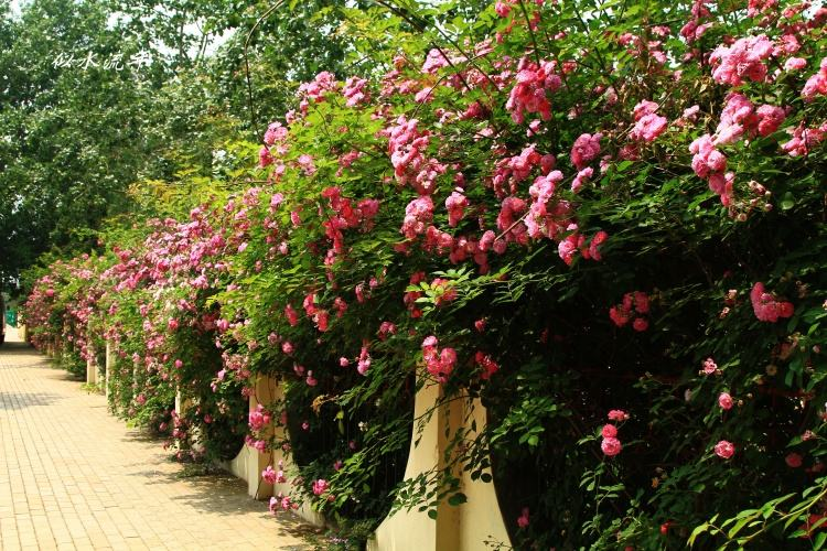 蔷薇花诗词精选四十三首千重密叶侵阶绿,万朵闲花向日红 蔷薇花诗词精选四十三首 千重密叶侵阶绿,万朵闲花向日红