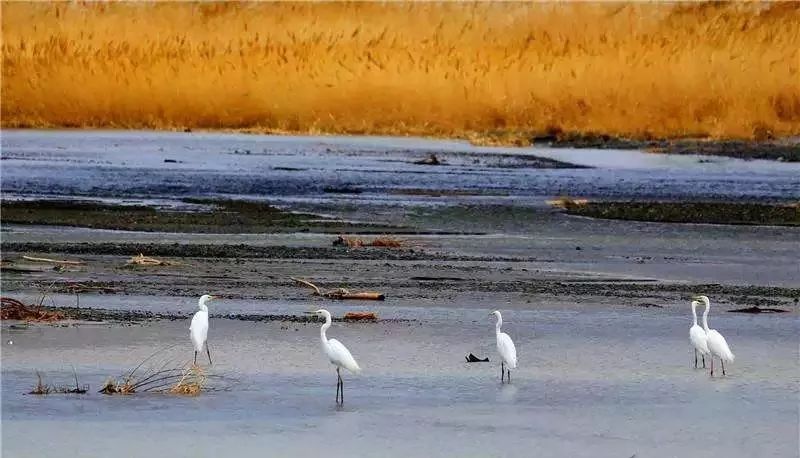 新疆托克逊火了！这里的杏花被全国人民盯上了！