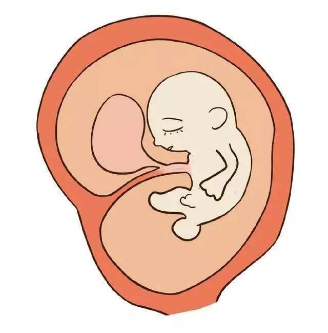 怀孕4个月胎儿很可爱，胎儿在什么位置胎动最多？孕妇都说在这里