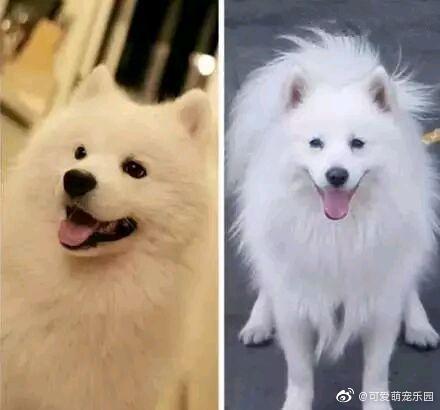 让人傻傻分不清楚的狗狗品种 狐狸犬 马尔济斯犬 狗狗 新浪新闻