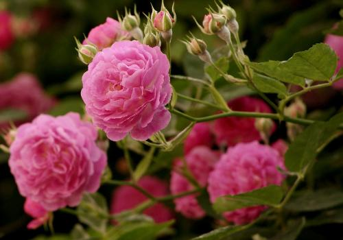 蔷薇花诗词精选四十三首千重密叶侵阶绿,万朵闲花向日红 蔷薇花诗词精选四十三首 千重密叶侵阶绿,万朵闲花向日红