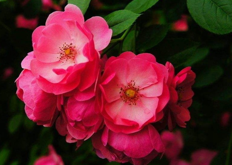 蔷薇花诗词精选四十三首千重密叶侵阶绿,万朵闲花向日红 蔷薇花诗词精选四十三首 千重密叶侵阶绿,万朵闲花向日红