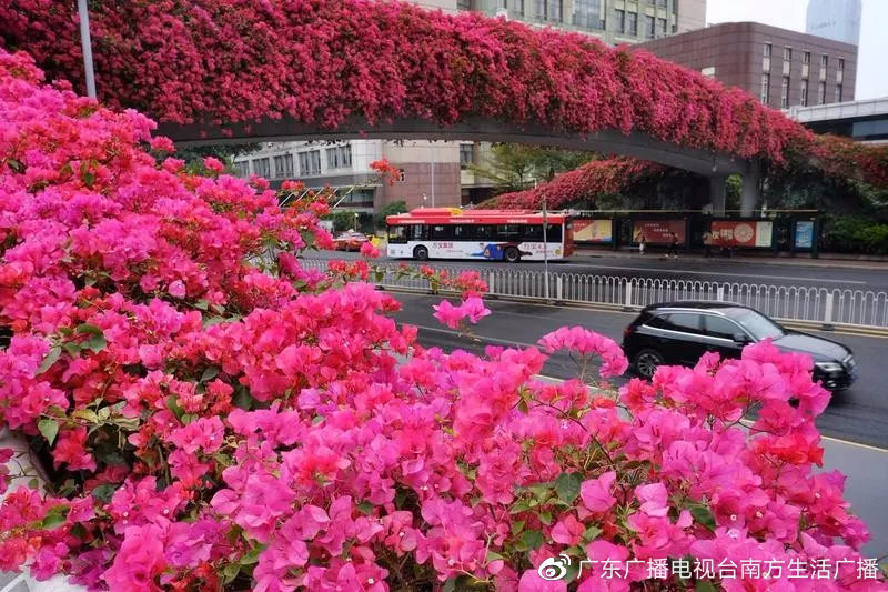 广州这片最美的七彩花田免费开放~收好这份广州全年赏花攻略!