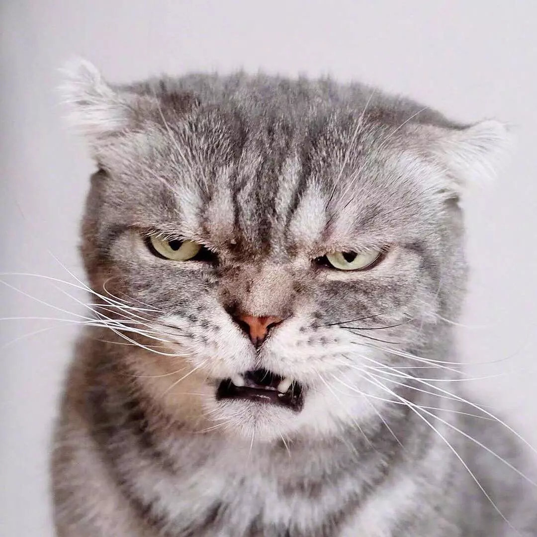 一只眼神自带杀气的猫咪,有点怕怕啊ins: grumpy coco