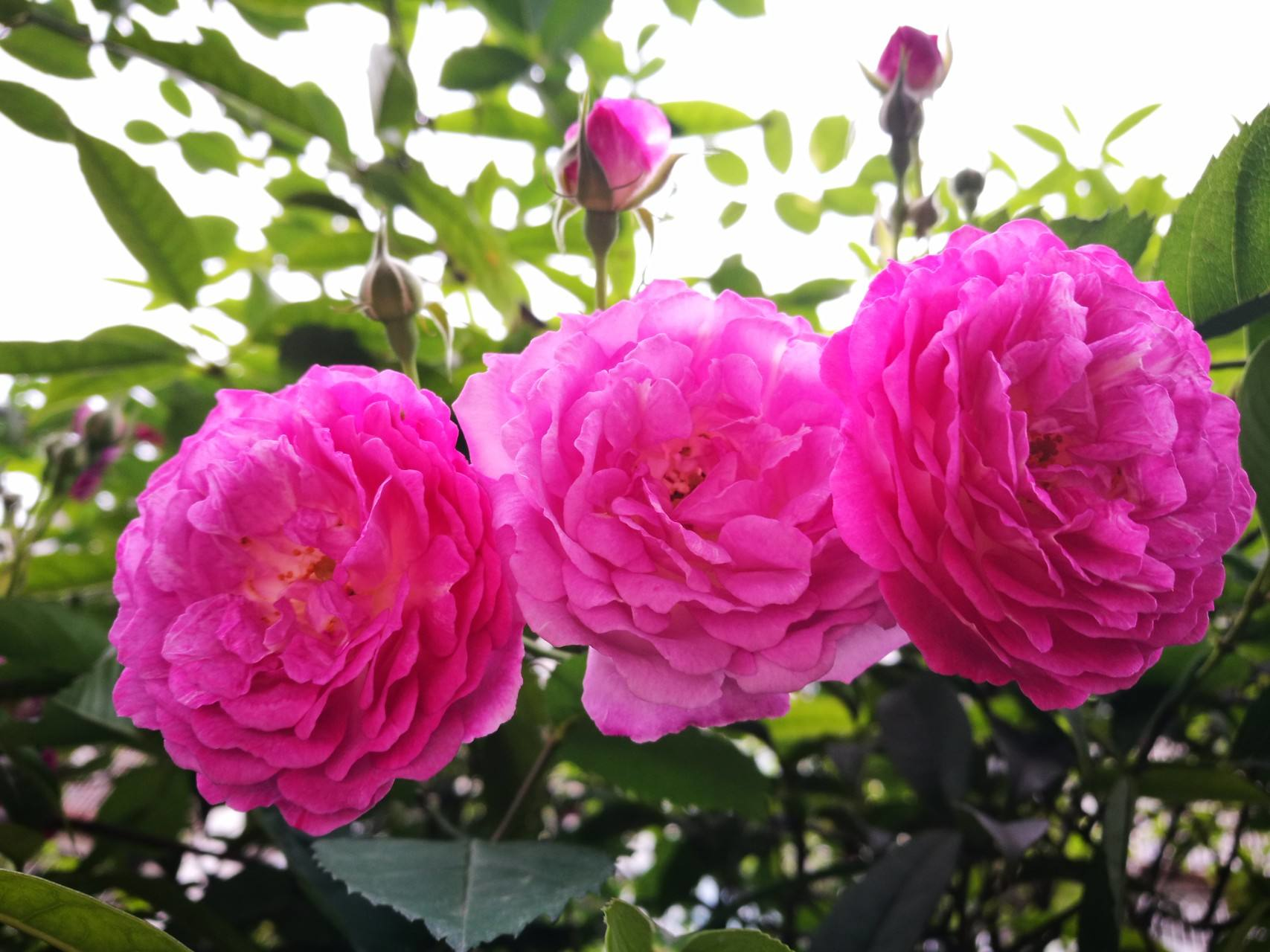 蔷薇花诗词精选四十三首千重密叶侵阶绿,万朵闲花向日红 蔷薇花诗词精选四十三首 千重密叶侵阶绿,万朵闲花向日红