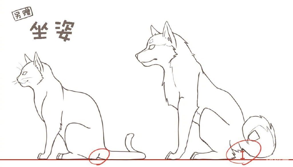 猫和狗的区别画法,从口鼻,耳,毛,眼睛,体态到姿势的总结!