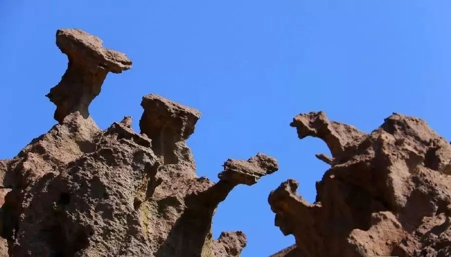 新疆托克逊火了！这里的杏花被全国人民盯上了！