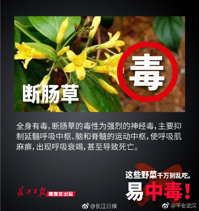 警惕！清明时节，这些野菜千万别乱吃，易中毒