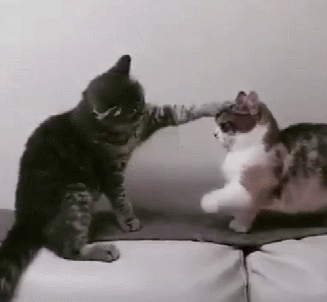 矮脚猫想要打架,却被狸猫一招制胜,网友:摸头杀演绎的