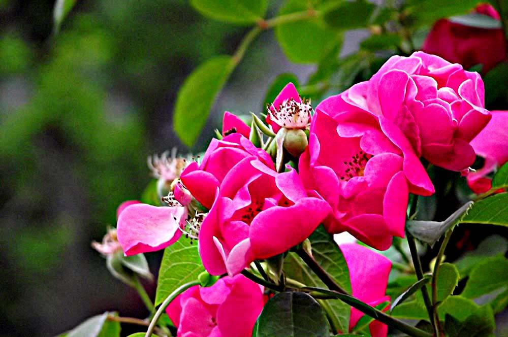 蔷薇花诗词精选四十三首千重密叶侵阶绿,万朵闲花向日红 蔷薇花诗词精选四十三首 千重密叶侵阶绿,万朵闲花向日红