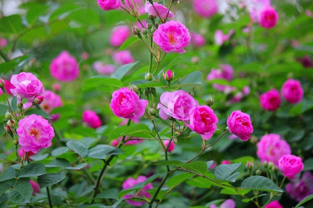 蔷薇花诗词精选四十三首千重密叶侵阶绿,万朵闲花向日红 蔷薇花诗词精选四十三首 千重密叶侵阶绿,万朵闲花向日红