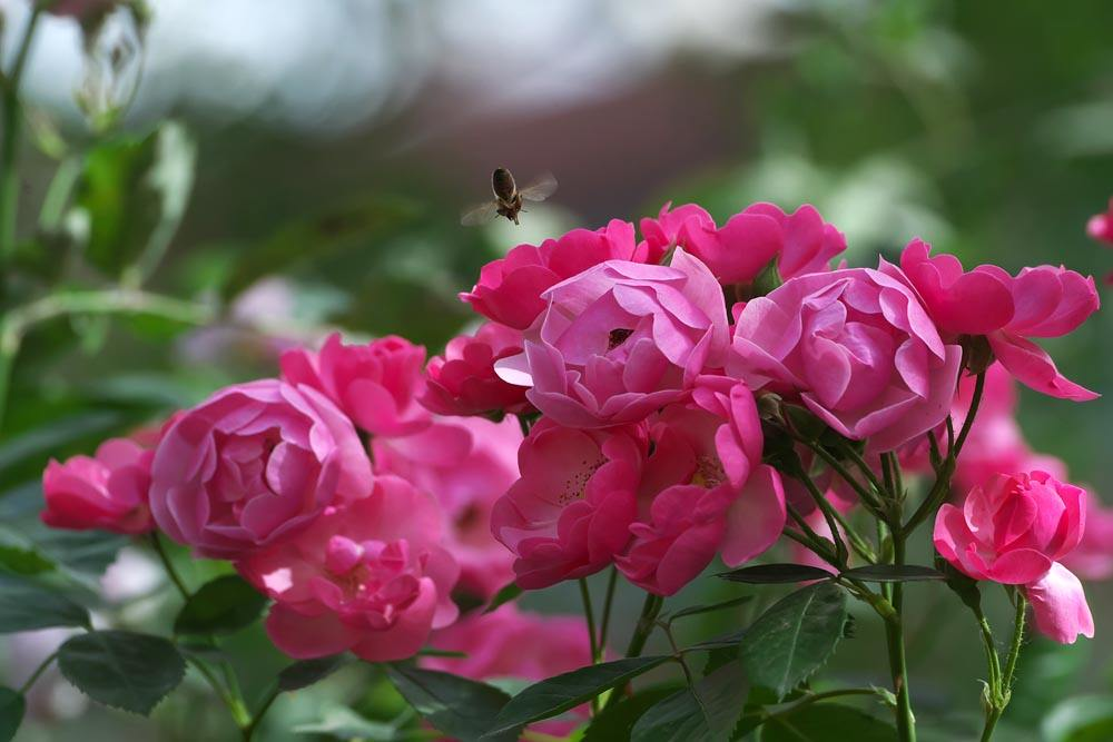 蔷薇花诗词精选四十三首千重密叶侵阶绿,万朵闲花向日红 蔷薇花诗词精选四十三首 千重密叶侵阶绿,万朵闲花向日红
