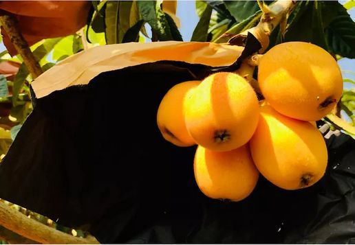 原来枇杷和琵琶真的有关系！| 好物推荐