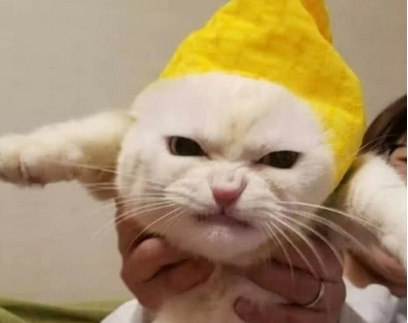 猫咪偷吃鱼干被阻止,急得蹬鼻子上脸,脸上神情能凑出表情包
