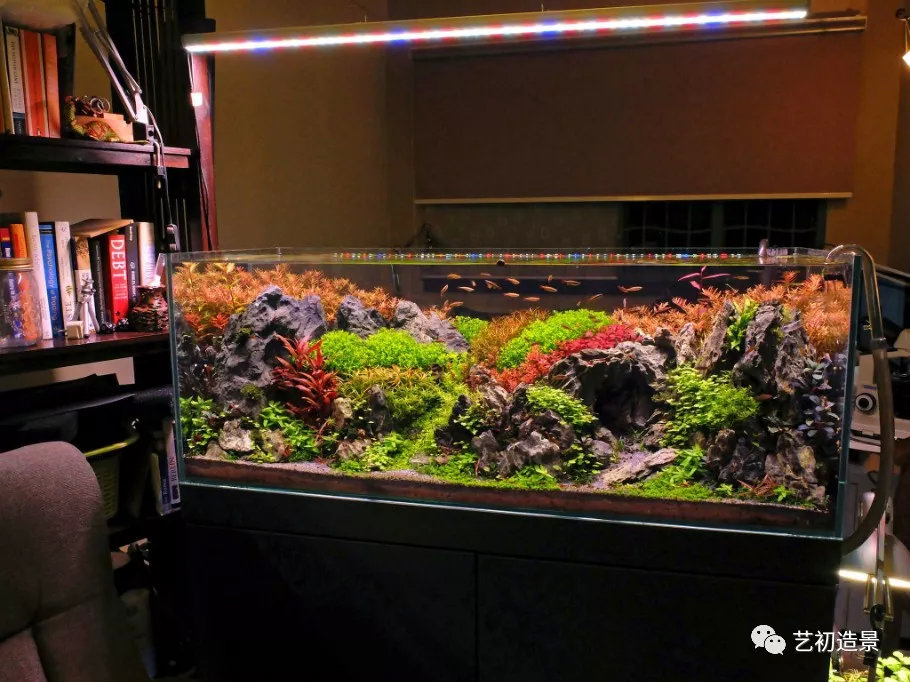 120cm荷兰景青龙石混搭造景图片欣赏