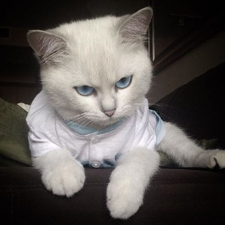 蓝眼睛的猫咪,加上鄙视的眼神,好可爱!