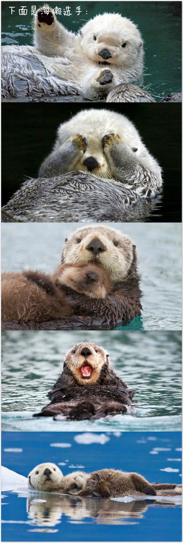 进来吸獭!bored上分享了一波海獭 水獭的萌图