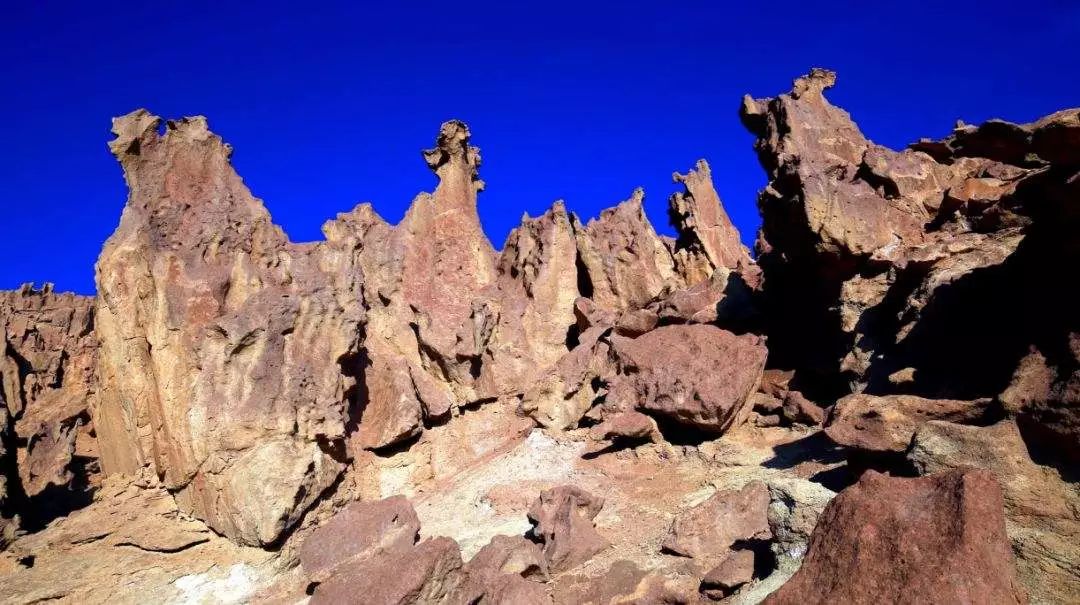 新疆托克逊火了！这里的杏花被全国人民盯上了！