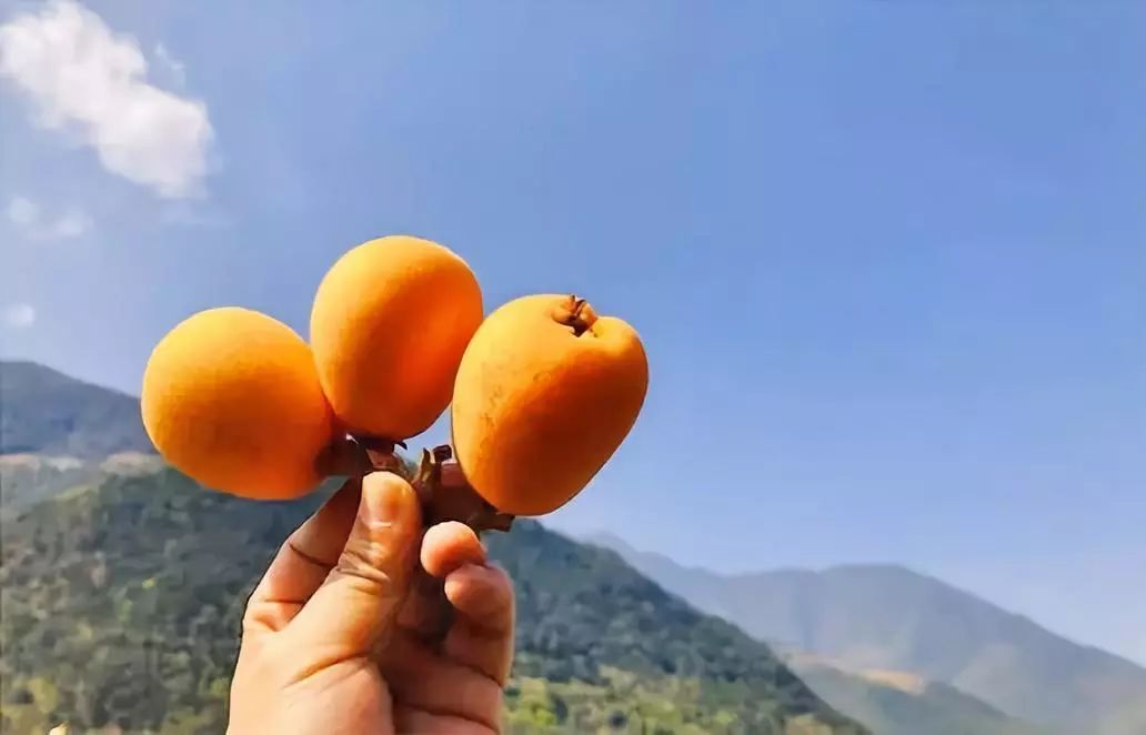 原来枇杷和琵琶真的有关系！| 好物推荐