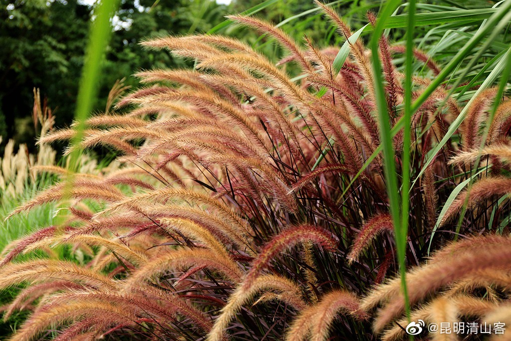 漂亮的马尾巴草(摄于昆明植物园)@中国图库冯飞燕 @一舟之旅 @镜界