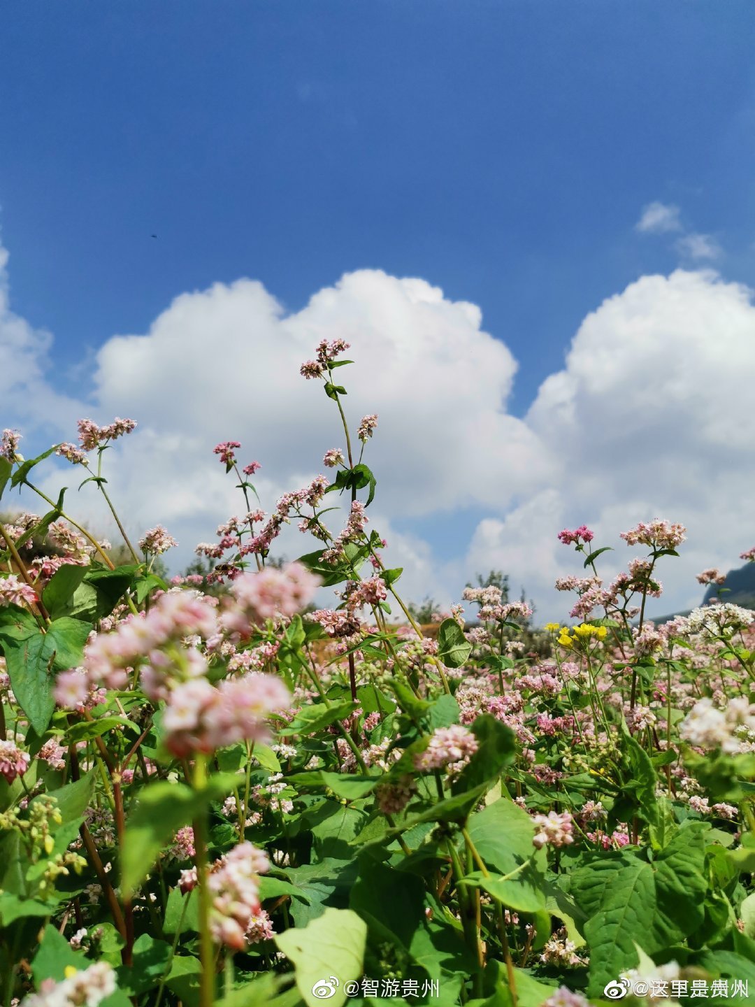 您见过荞麦花吗|贵州|荞麦花|花语_新浪新闻