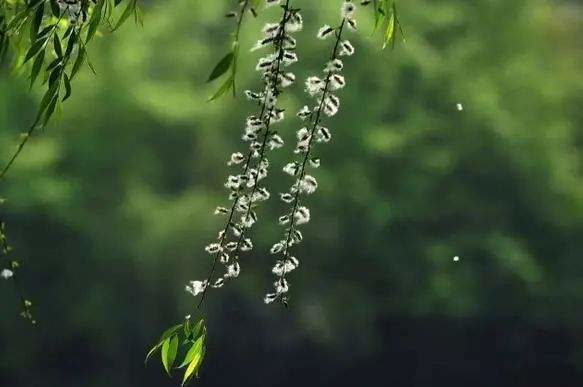 柳絮杨花诗词精选五十一首二月杨花轻复微,春风摇荡惹人衣 柳絮杨花诗词精选五十一首 二月杨花轻复微,春风摇荡惹人衣