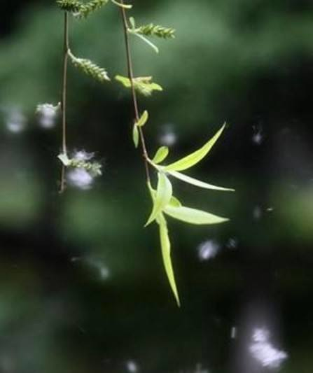 柳絮杨花诗词精选五十一首二月杨花轻复微,春风摇荡惹人衣 柳絮杨花诗词精选五十一首 二月杨花轻复微,春风摇荡惹人衣