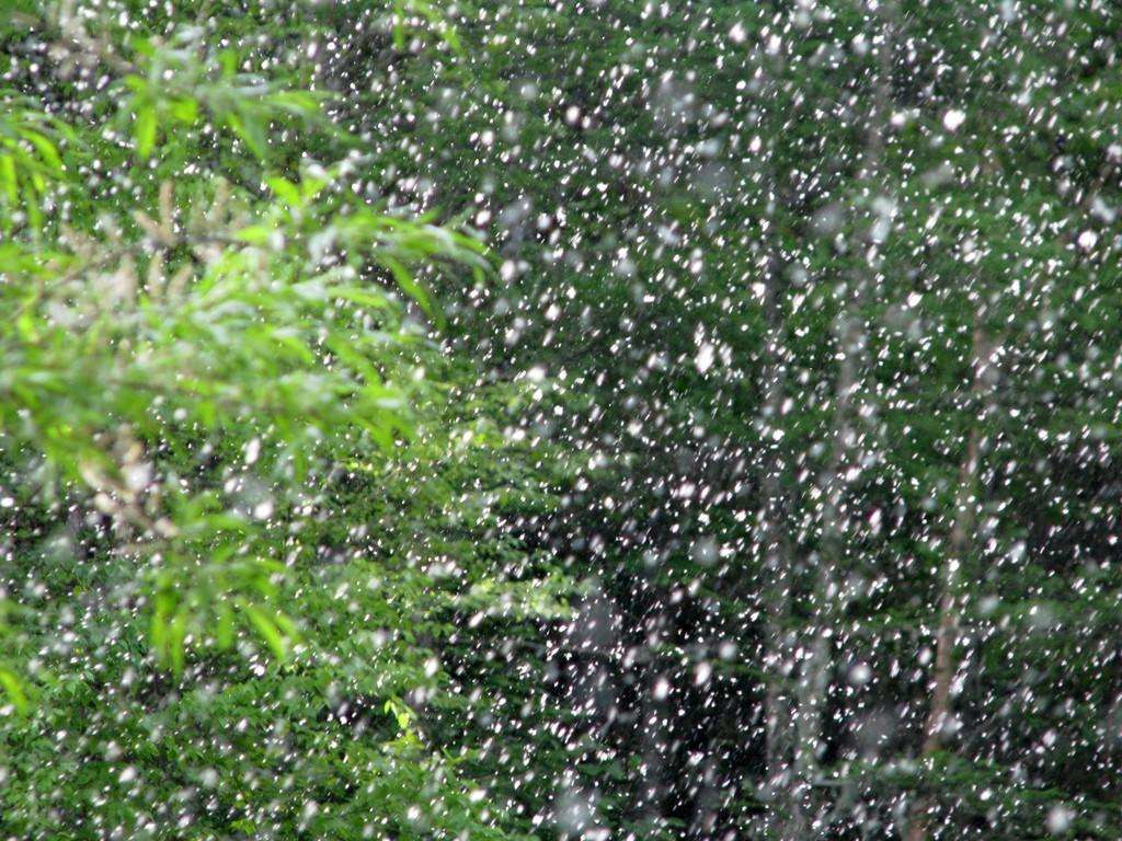 柳絮杨花诗词精选五十一首二月杨花轻复微,春风摇荡惹人衣 柳絮杨花诗词精选五十一首 二月杨花轻复微,春风摇荡惹人衣