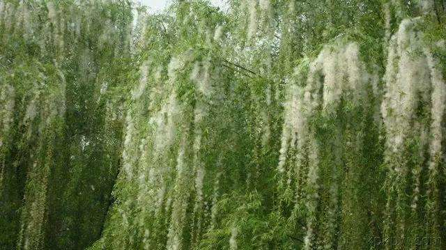 柳絮杨花诗词精选五十一首二月杨花轻复微,春风摇荡惹人衣 柳絮杨花诗词精选五十一首 二月杨花轻复微,春风摇荡惹人衣