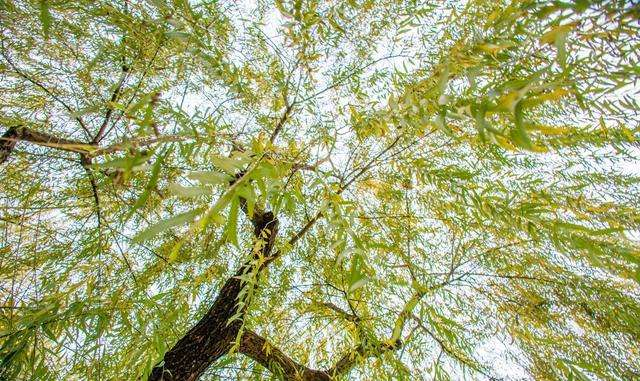 柳絮杨花诗词精选五十一首二月杨花轻复微,春风摇荡惹人衣 柳絮杨花诗词精选五十一首 二月杨花轻复微,春风摇荡惹人衣