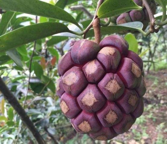 农村这种形状奇特的果子 是不错的绿化植物 具有一定观赏价值