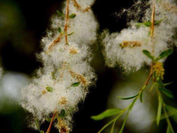 柳絮杨花诗词精选五十一首二月杨花轻复微,春风摇荡惹人衣 柳絮杨花诗词精选五十一首 二月杨花轻复微,春风摇荡惹人衣