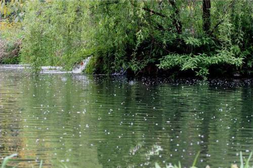 柳絮杨花诗词精选五十一首二月杨花轻复微,春风摇荡惹人衣 柳絮杨花诗词精选五十一首 二月杨花轻复微,春风摇荡惹人衣