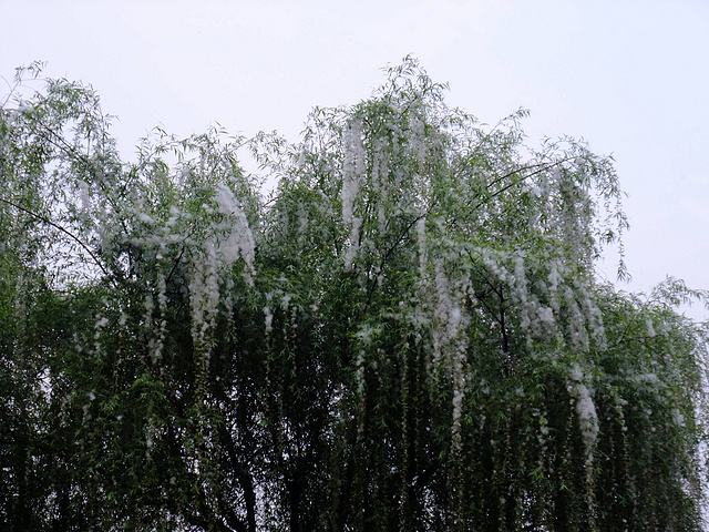 柳絮杨花诗词精选五十一首二月杨花轻复微,春风摇荡惹人衣 柳絮杨花诗词精选五十一首 二月杨花轻复微,春风摇荡惹人衣