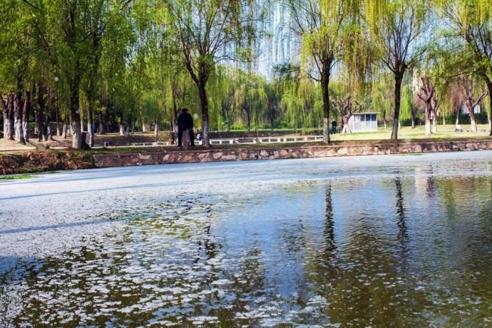 柳絮杨花诗词精选五十一首二月杨花轻复微,春风摇荡惹人衣 柳絮杨花诗词精选五十一首 二月杨花轻复微,春风摇荡惹人衣