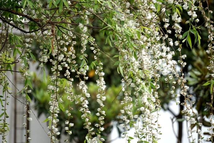 柳絮杨花诗词精选五十一首二月杨花轻复微,春风摇荡惹人衣 柳絮杨花诗词精选五十一首 二月杨花轻复微,春风摇荡惹人衣