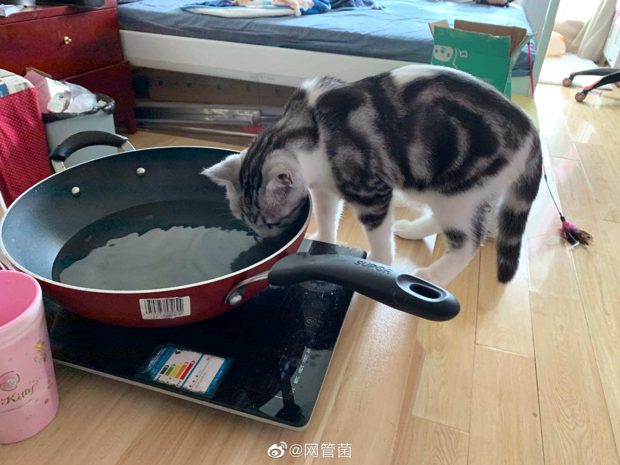 猫猫爱吃的蒸煮肉肉|摄影|产品|TanroroLin - 原创作品 - 站酷 (ZCOOL)