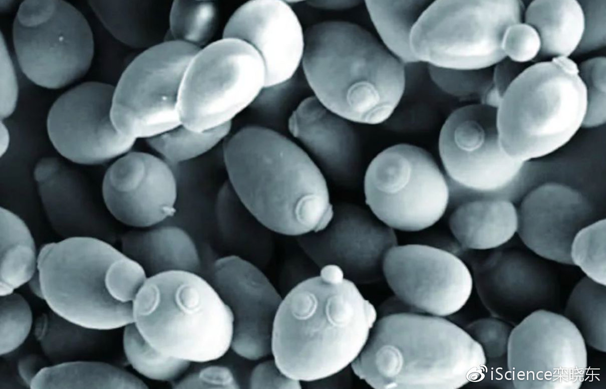 酵母核酸与酵母蛋白区别 酵母提取物应用与规范