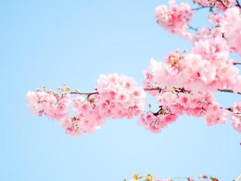 等了一整年！圆通山的樱花节车展终于来了！